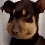 Ivan Greko, Arab, BLVD Studio, Asok – MONCLER