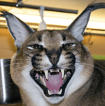 dream on by mischiviator