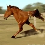 Ei myö myyvä villihevosia