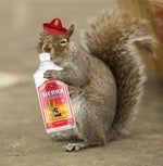 Drunk Spanish Squirrel