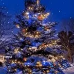 maar alee wordt gekildt door kerstboom