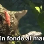 Por el crustáceo cascarudo!!! - Baxcode656 - Sound