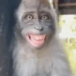 happy monkey