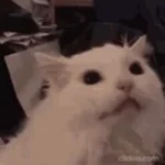 meow meow funk sped up