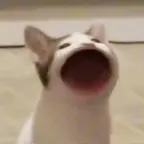cat nonsense