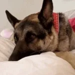 German Shepard Whimpering