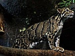 Clouded leopard cub