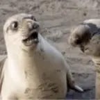 seal sound