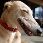 Laughter king nepali viral laughing video 2020 - Sound