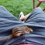 chipmunk-telephone-gibberish-1-99627