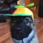 Medo