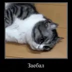 ANIGELYATORNAYA PUSHKAAAAAAA *zvuki ponosa*