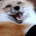 Laughting Fox
