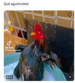 que agusticidad verdad