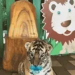 Drago like kids (copy)