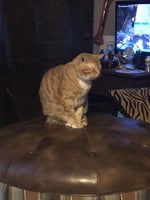 hey mommy kitten 4 🐱🐱 meme