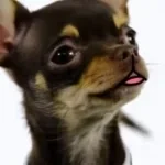 S7 dek ja dar dbdl thai