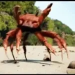 crab rave