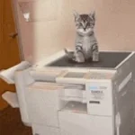 dyinganimalscream (copy)