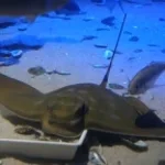 Lethal Company Soundtrack Intro Company Speech