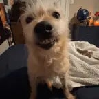 ropopo-ropopo - Sound