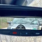 nokia arabic ringtone HD