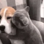 hund eller kat