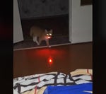 СТОЯТЬ БЛЯТЬ МИЛИЦИЯ - Sound