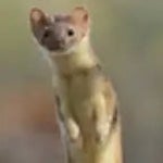 shia ali ali ali - Sound