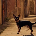 Word 5: Dog. In Hindi