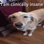 which bomboclat dog i am