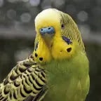 Budgie Noise 1