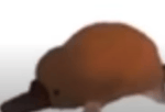 This is a Platypus