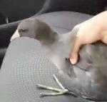 Ahhh me pico hijo de tu pinche madre - Sound