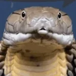 ANACONDA FULL