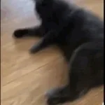 grausamkeit-katze 1997