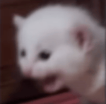 cat screaming
