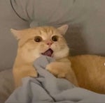 Vitas The 7th Element