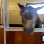 we are not humans we are horses