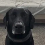 dog say ninja