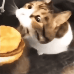 kitty, you can has cheeseburger