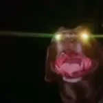 Atomic heart - zemlya v illuminatore instrumental