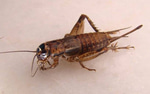 crickets sound effect