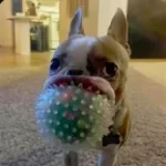 ytmp3free (mp3cut.net)