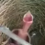 Screaming Bird thingy