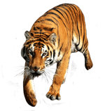 Home Alone Thirsty For More - Sound