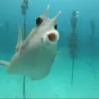 underwater bot activated