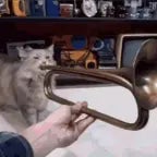 Horse Trumpet