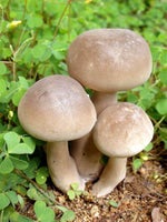 Gay mushrooms