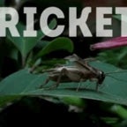 Crickets - lonelygod